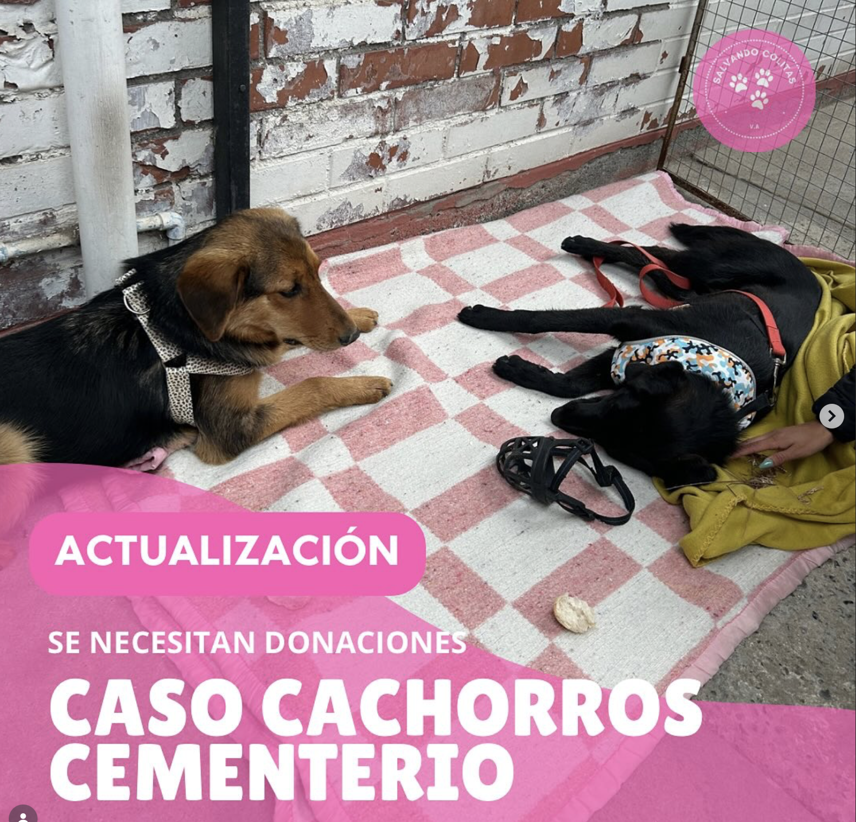 Caso Cachorros Cementerio, Fundación Salvando Colitas